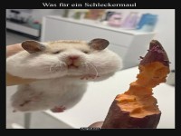 Hamster geniet Skartoffel
