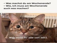 Wenn Katzenpl�ne auf Wochenende treffen