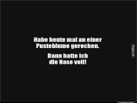 Pusteblume und Niesattacke!