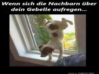 Fluchtversuch eines unerw�nschten Bellos