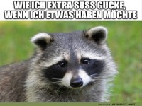 Wenn der Waschb�r den Dackelblick macht