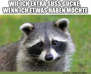 fun-Bild: Wenn der Waschb&auml;r den Dackelblick macht