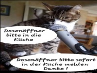 Katze �bernimmt den K�chendienst