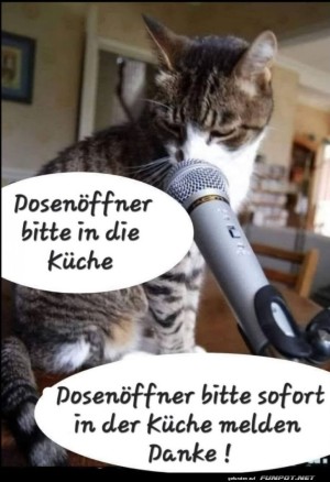 Katze-�bernimmt-den-K�chendienst.jpg auf www.funpot.net