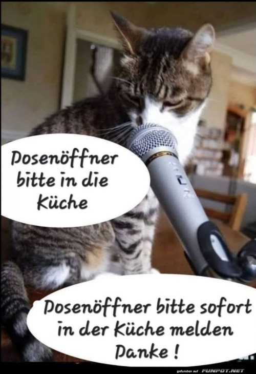 Katze-übernimmt-den-Küchendienst.jpg auf www.funpot.net