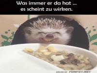 Igel mit frechem L�cheln vor Essen