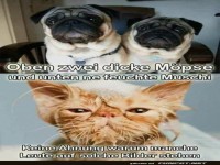 Humorvolles Tierbild von zwei M�psen und Katze