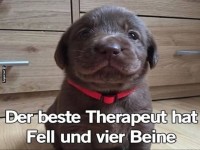 Flauschiger Therapeut mit vier Pfoten