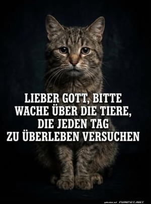 Katzengebet:-T�glicher-�berlebenskampf.jpg auf www.funpot.net