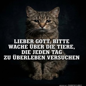 herz-Bild: Katzengebet: T&auml;glicher &Uuml;berlebenskampf