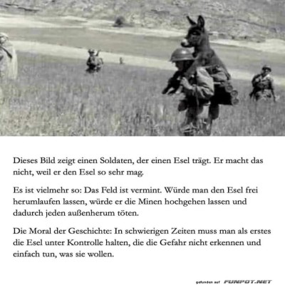 Esel-auf-Mission:-Eine-ungew&ouml;hnliche-Tragehilfe.jpg von Goldlocke