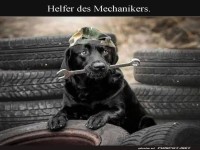 Pfoten-Werkstatt: Guter Hund bei der Arbeit!