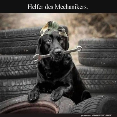 Pfoten-Werkstatt:-Guter-Hund-bei-der-Arbeit!.jpg von Leif