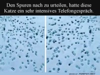 Katzenspurensuche: Das Telekatzengespr�ch