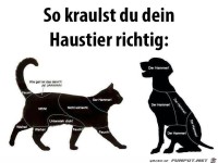 kraulen