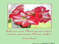 Amaryllis 1