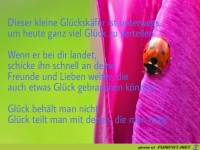 Dieser kleine Glueckskaefer