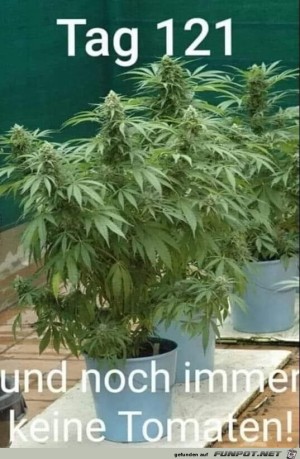 Immer-noch-keine-Tomaten.jpg auf www.funpot.net