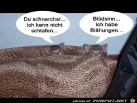 Katzengespr�ch