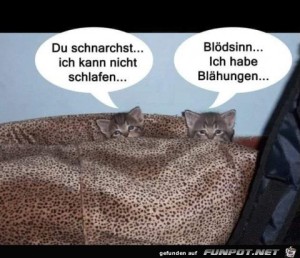Katzengesprch.jpg auf www.funpot.net
