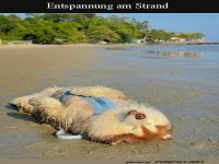 Entspannung am Strand