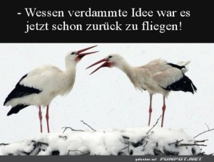 fun-Bild: Wer hatte diese blöde Idee