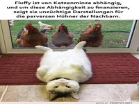 Lustige Katze posiert vor H�hnern