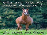 Pflegeleichter Prinz auf vier Hufen