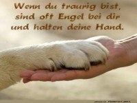 Pfotenschlag: Himmlische Hilfe auf vier Pfoten