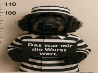 Verbrechenshund auf frischer Tat ertappt!