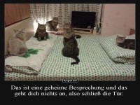 Katzenkonferenz: Geheimverhandlungen im Gange