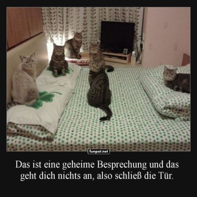 Katzenkonferenz:-Geheimverhandlungen-im-Gange.jpg von Carlo2006