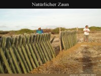 Kaktus-Zaun: Die stachelige Absicherung!