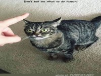 Katzenrebellion: Wer ist hier der Boss?