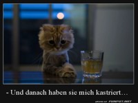 Armes Kätzchen