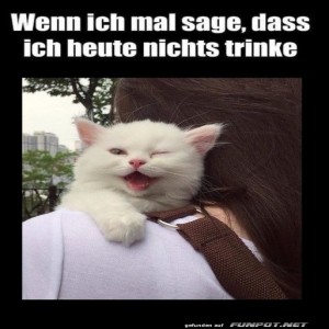 Kater-mit-Kater-Versprechen.jpg von Sahneschnitte