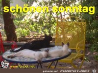 sch&ouml;nen sonntag