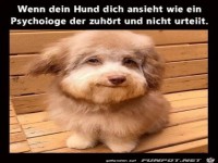 Lustiger Hundeblick