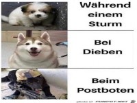 Hunde eben