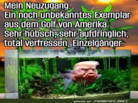Skurriler Fisch mit prominentem Gesicht