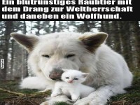 Niedliches Wolfs- und Katzen-Duo im Wald