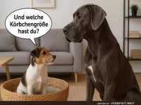Körbchengrößen-Debatte unter Hunden!