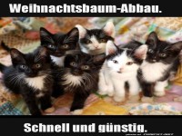 Katzen-Kommando: Abriss-Spezialisten!