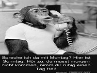 Affe gibt Montagsfrei