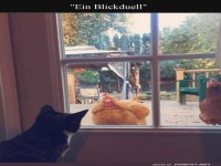 Katzenschau drau�en mit H�hnergefl�ster