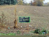 Maislabyrinth fuer Blonde