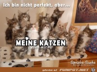 fuer-katzenliebhaber