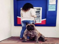 Tierische Bodyguards 003