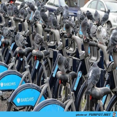 Die-sch&ouml;nen-R&auml;der.jpg von Rebecca