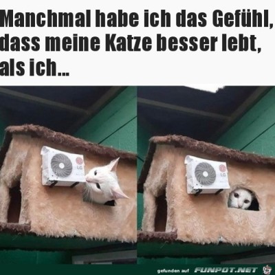 Ein-Katzenleben.jpg von Tillmann